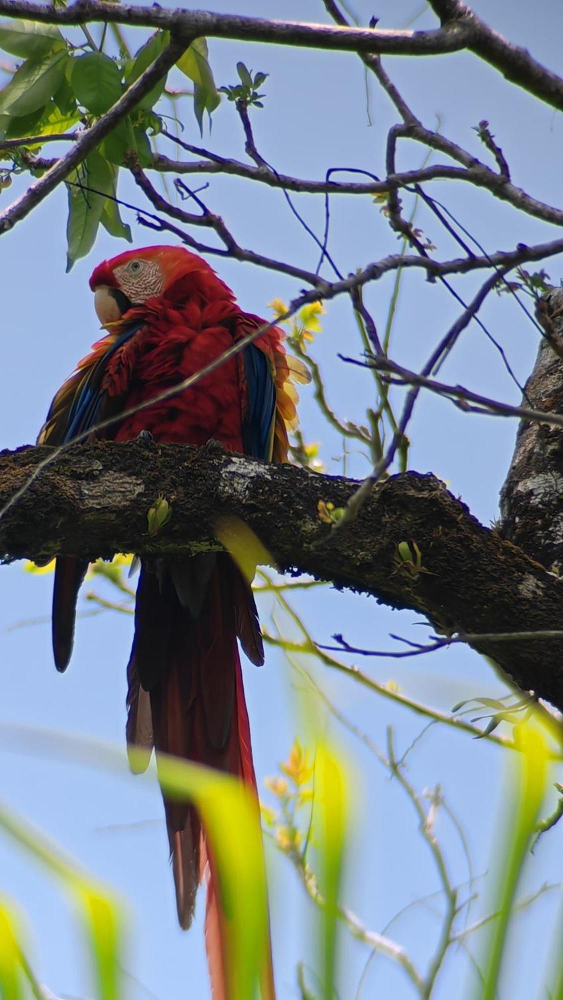 Cabinas Corcovado Green Parrot, Los Planes Drake Drakes Bay Habitación foto