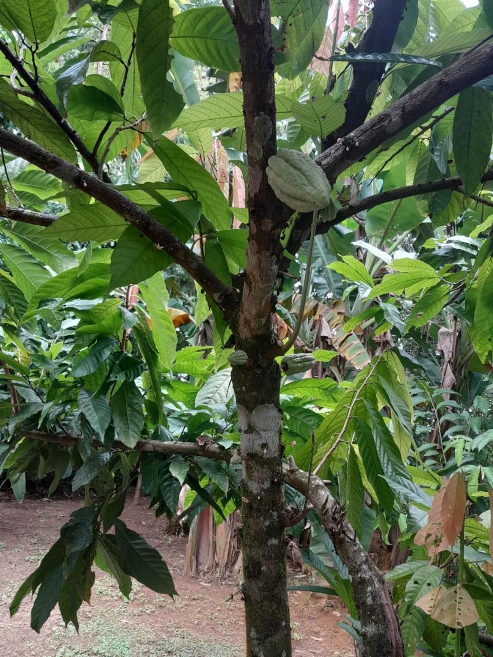 Cabinas Corcovado Green Parrot, Los Planes Drake Drakes Bay Exterior foto