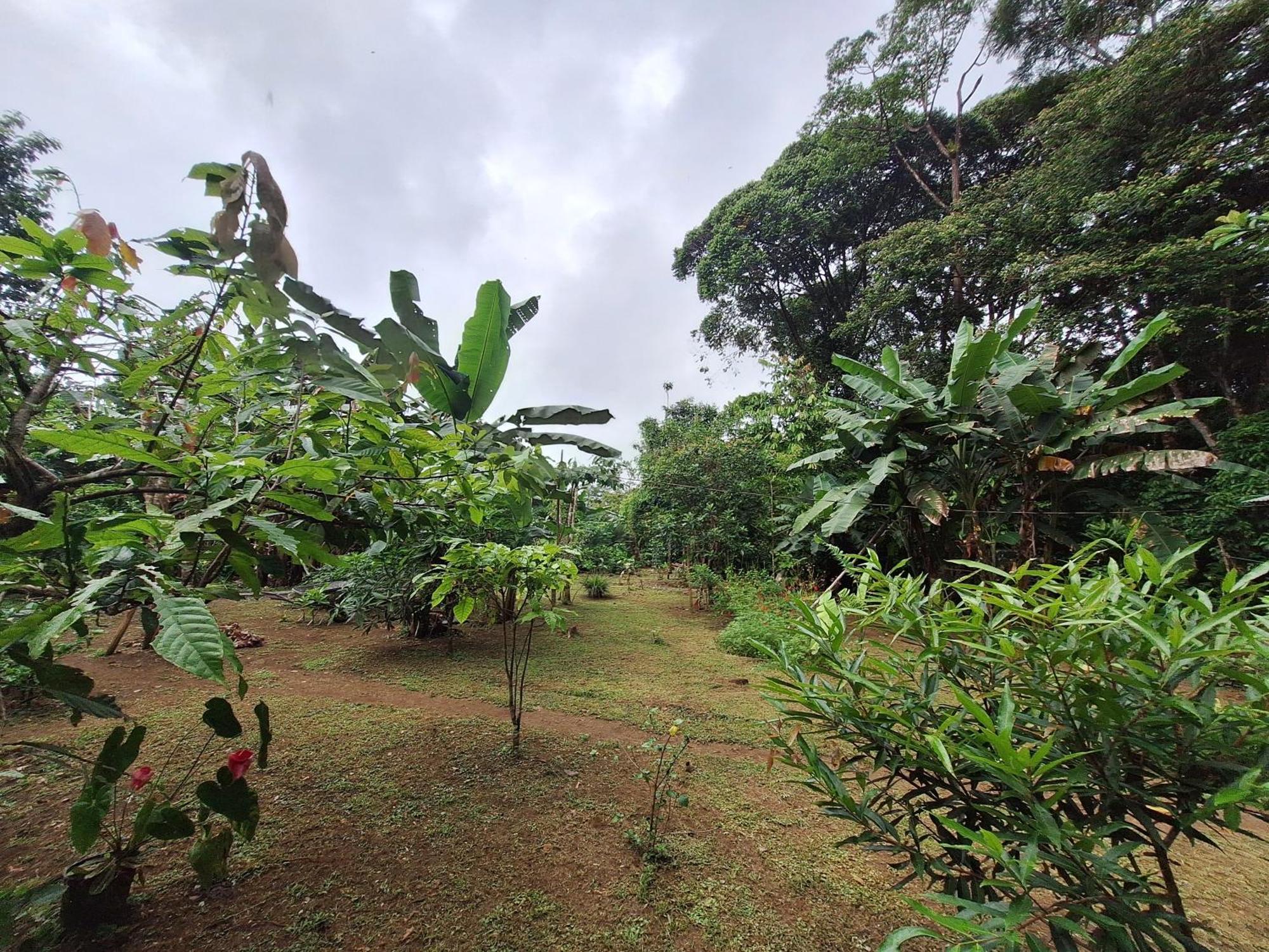 Cabinas Corcovado Green Parrot, Los Planes Drake Drakes Bay Exterior foto