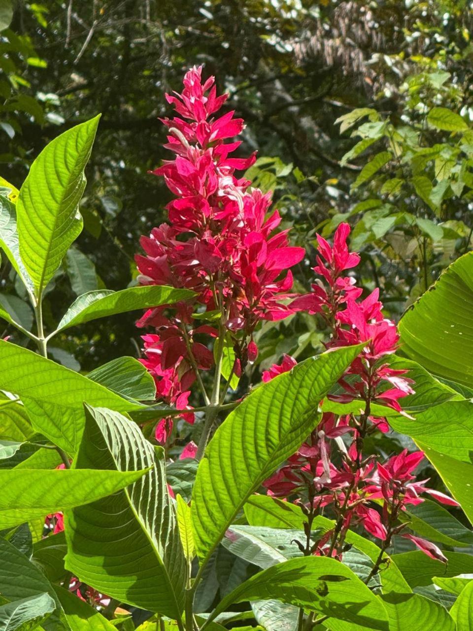 Cabinas Corcovado Green Parrot, Los Planes Drake Drakes Bay Exterior foto