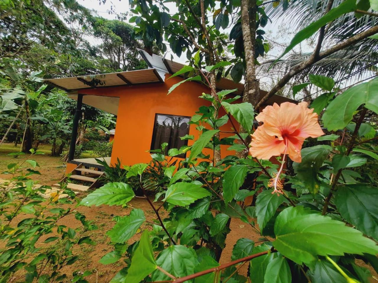 Cabinas Corcovado Green Parrot, Los Planes Drake Drakes Bay Exterior foto