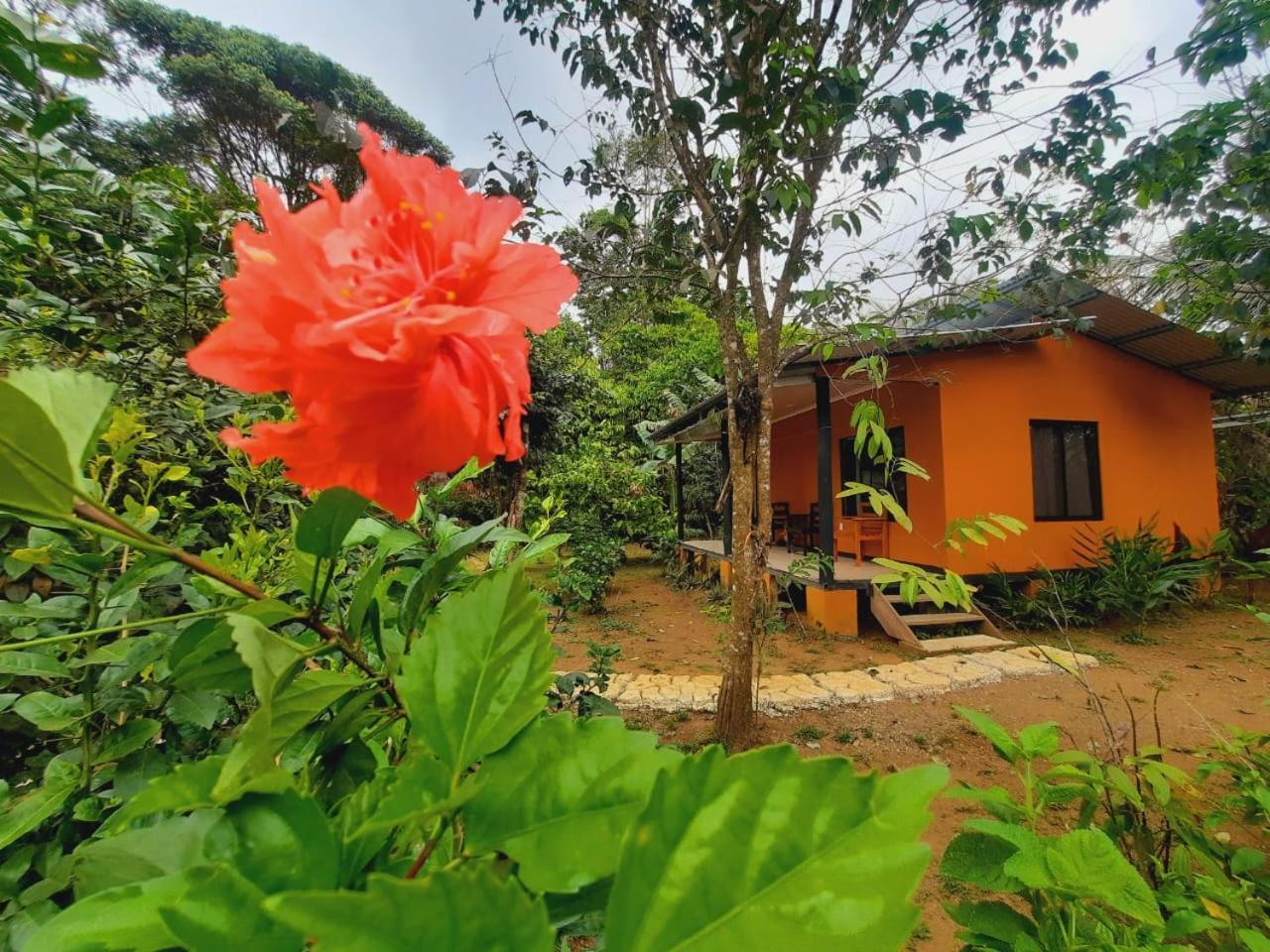 Cabinas Corcovado Green Parrot, Los Planes Drake Drakes Bay Exterior foto